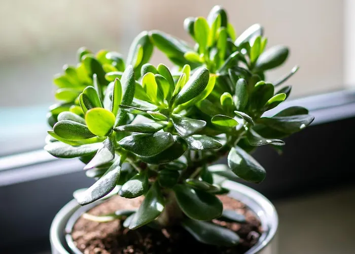 Leaf - Aviatiei Apartament *