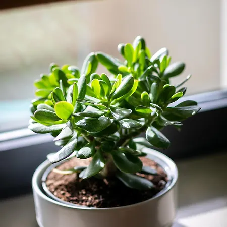 Leaf - Aviatiei Апартаменты *